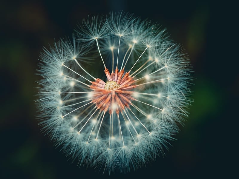 Magical Plant Festivals