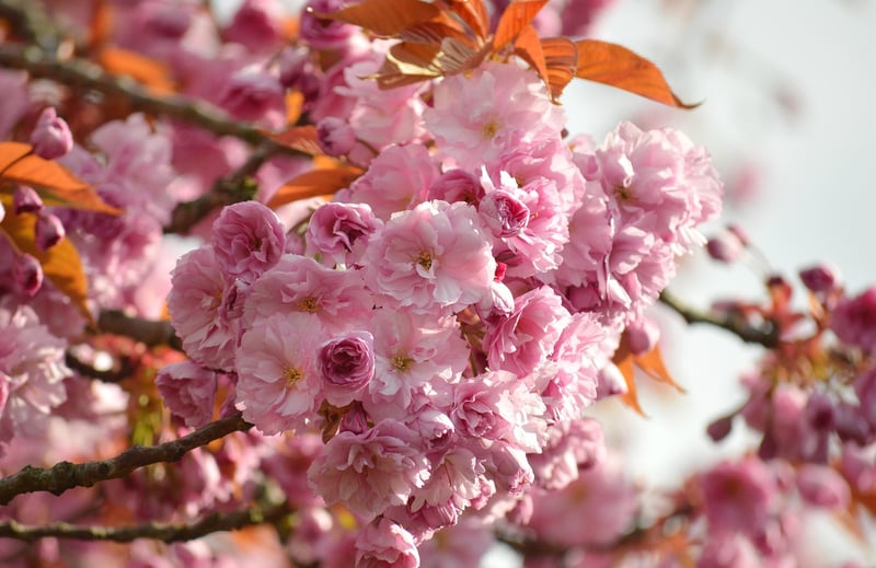 Cherry Blossoms
