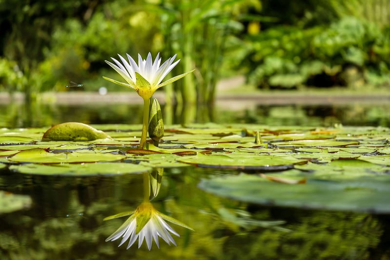 Dragon Lily